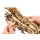 UGEARS mechanisches Pferd 3D Holz Bausatz Puzzle Modellbausatz 70054